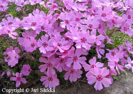 Phlox subulata 'Vaula'